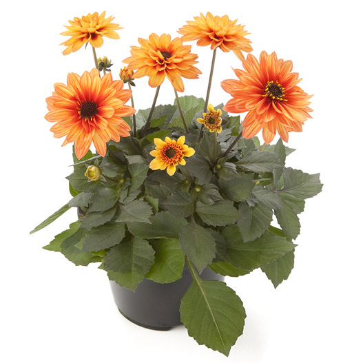 ダリア　ラベラ・ピッコロ 