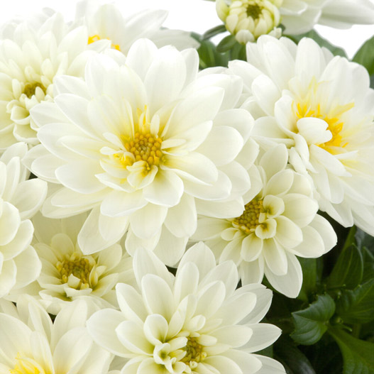 ダリア　ラベラ・ピッコロ 