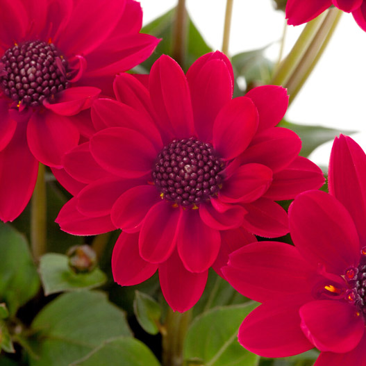 ダリア ラベラ・ピッコロ｜WEBカタログ｜未来アグリス株式会社|未来