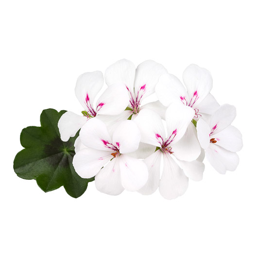 アイビーゼラニウム　ハッピーフェイス 