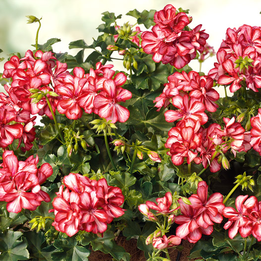 アイビーゼラニウム　シビル 