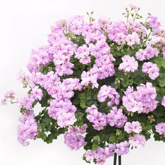 アイビーゼラニウム　シビル 