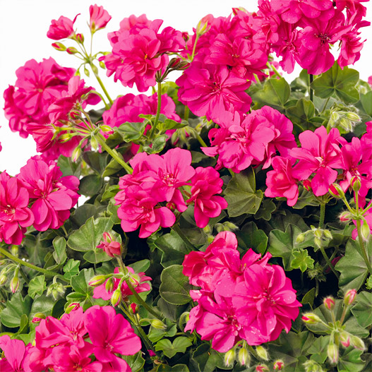 アイビーゼラニウム　シビル 