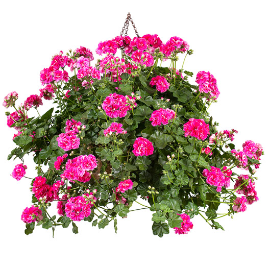 アイビーゼラニウム　シビル 