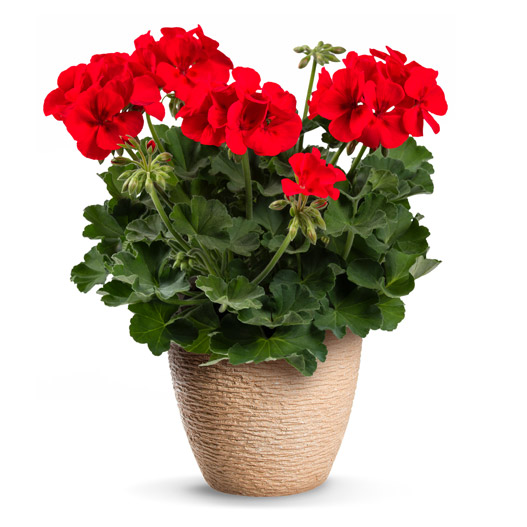 ゼラニウム ツーインワン｜WEBカタログ｜未来アグリス株式会社