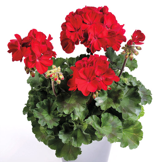 ゼラニウム　ツーインワン 