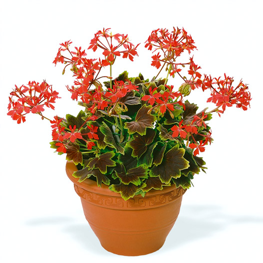 ゼラニウム　ファンシーリーフ 