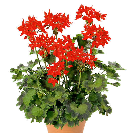 ゼラニウム　ファイヤーワークス 