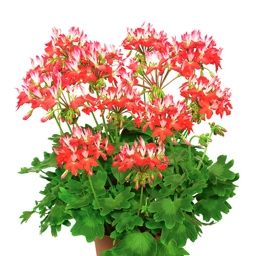 ゼラニウム ファイヤーワークス｜WEBカタログ｜未来アグリス株式会社