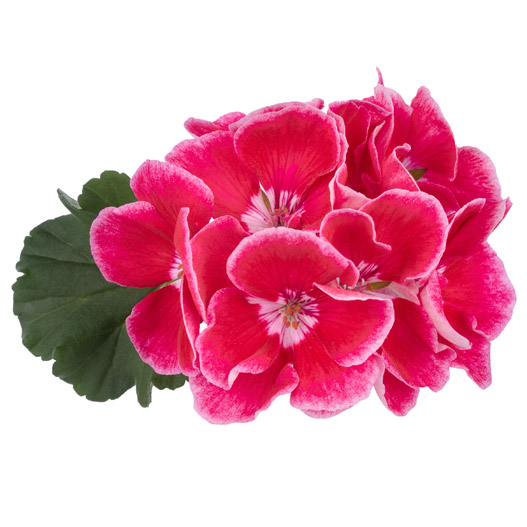 油彩画 花 ピンク ダークグリーン 油彩画 花 ピンク ダークグリーン 油彩画 花 カラー 作者 瀧早苗