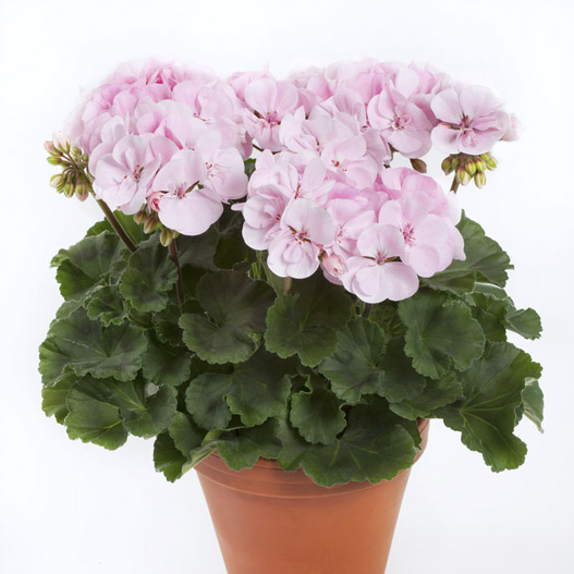 ゼラニウム　ダークライン 