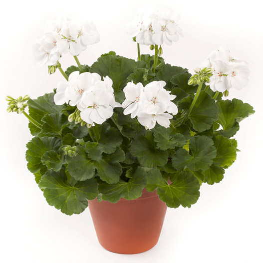 ゼラニウム　クオリティ 