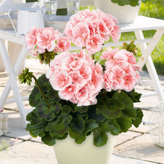 ゼラニウム　クオリティ 