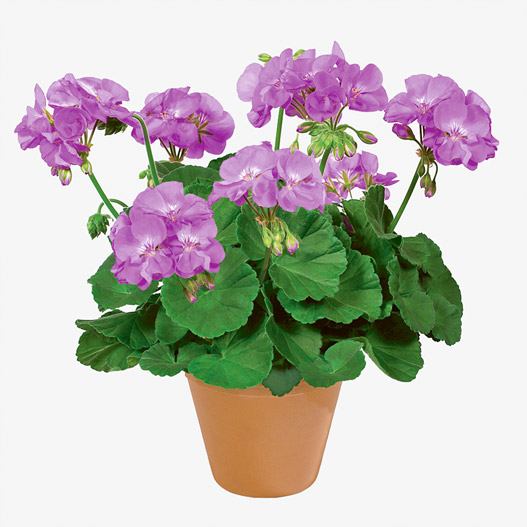 ゼラニウム　クオリティ 