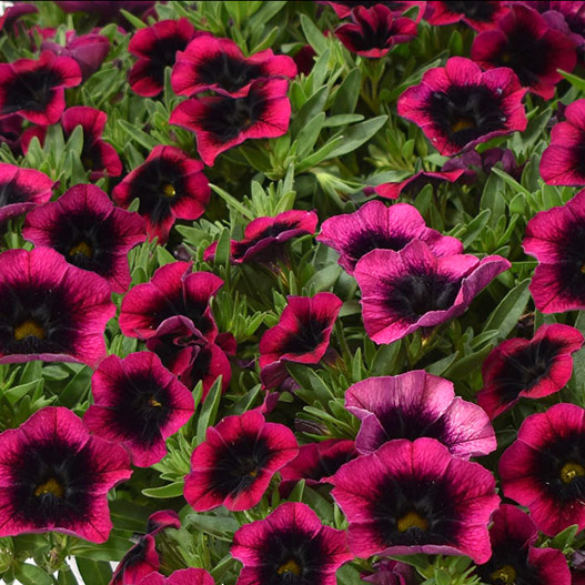 カリブラコア　セレブレーション 