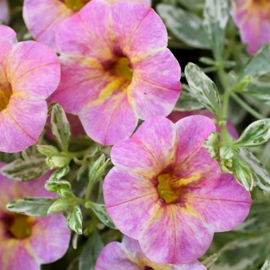 カリブラコア　セレブレーション 