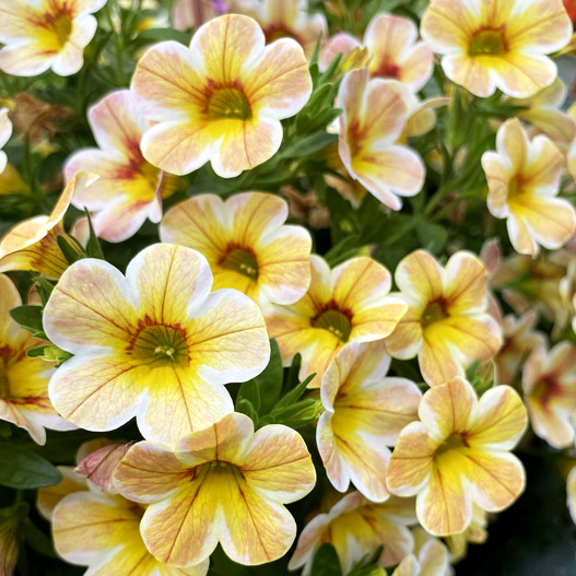 フレンドリー8枚、セレブレーション10枚 カリブラコア セレブレーション｜WEBカタログ｜未来アグリス株式会社