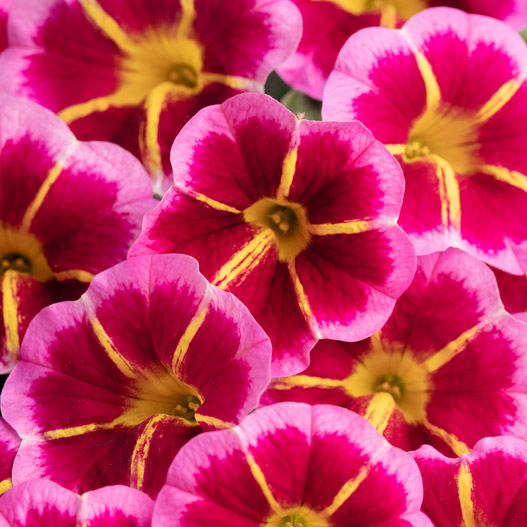 カリブラコア　セレブレーション 