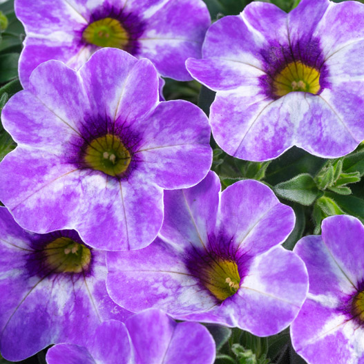 カリブラコア　カメレオン 