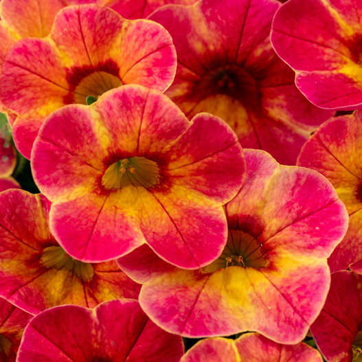 カリブラコア　カメレオン 