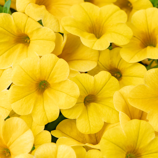 カリブラコア　カリタスティック 