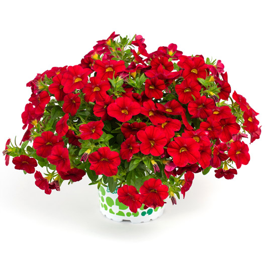 カリブラコア　カリタスティック 