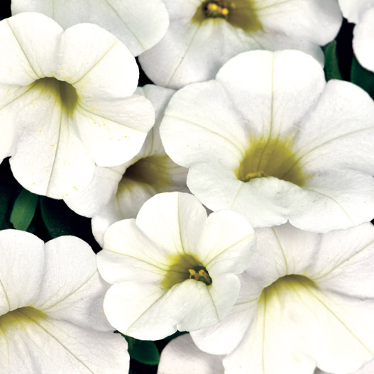 カリブラコア　カリタスティック 