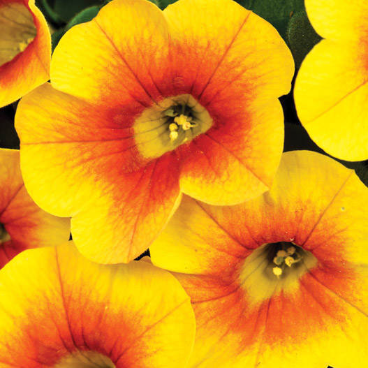 カリブラコア　カリタスティック 