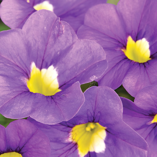 カリブラコア　カリタスティック 