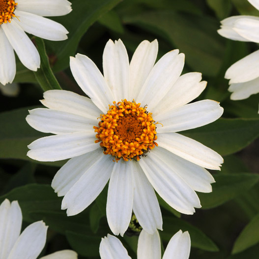 ジニア　ザハラ 