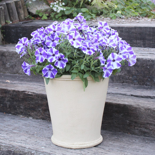 ペチュニア　５つ星コレクション 