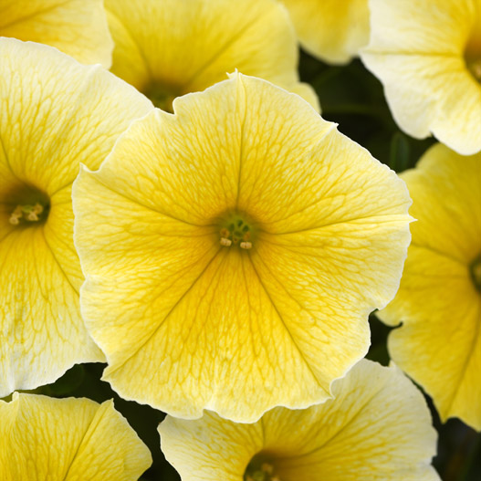 ペチュニア　ビーズニーズ 