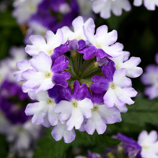 バーベナ　ファイヤーハウス 