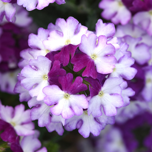 バーベナ　ファイヤーハウス 