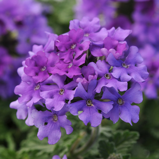 バーベナ　エンデュラスケープ 