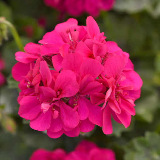 アイビーゼラニウム　フォーカス 