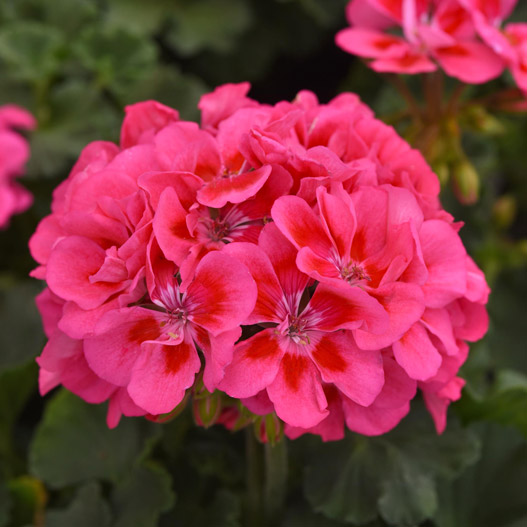 ゼラニウム　ショーケース 