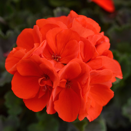 ゼラニウム　ショーケース 