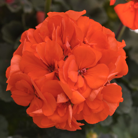 ゼラニウム　ショーケース 