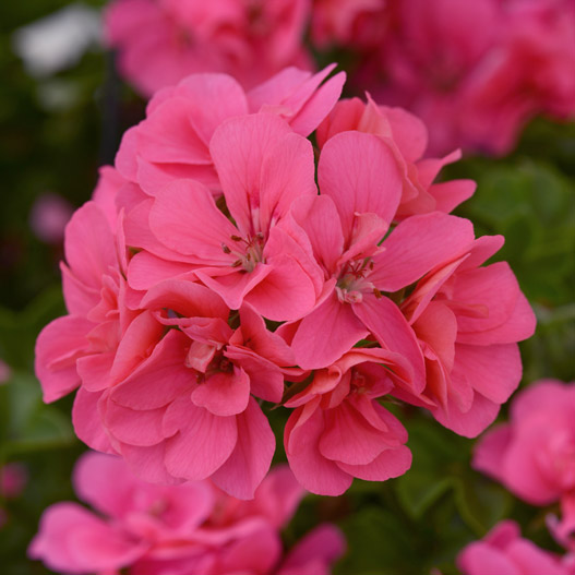 アイビーゼラニウム　カラーケード 