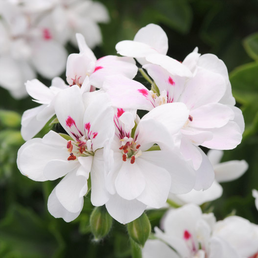 アイビーゼラニウム　カラーケード 