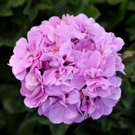 アイビーゼラニウム　カラーケード 