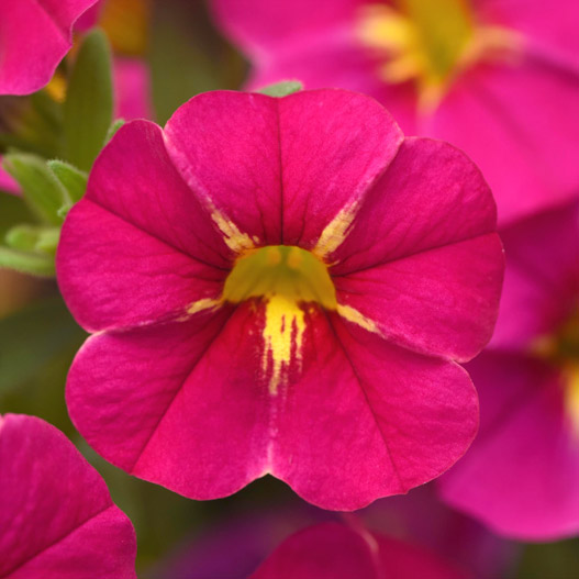 カリブラコア チャチャ