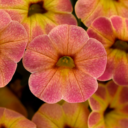 カリブラコア チャチャ