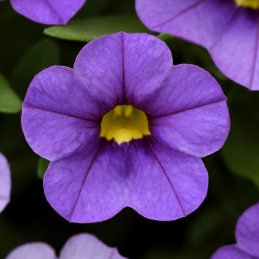 カリブラコア　サンバ 