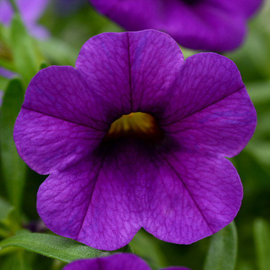 カリブラコア　サンバ 