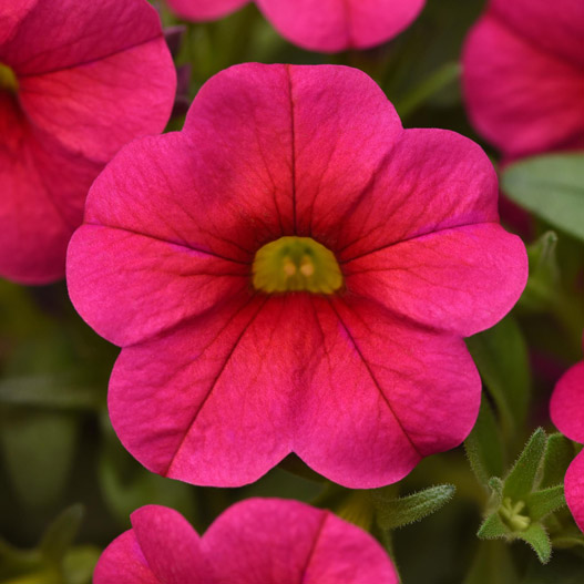 カリブラコア　サンバ 