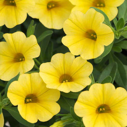 カリブラコア　シャル・ウィ・ダンス 