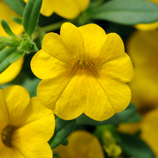 カリブラコア　シャル・ウィ・ダンス 