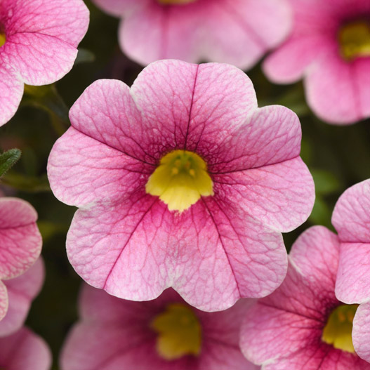 カリブラコア　シャル・ウィ・ダンス 